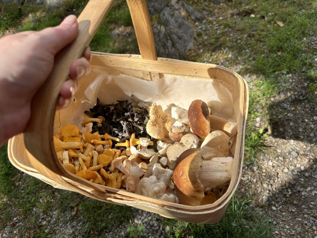 5 vinkkiä sieniretkelle koiran kanssa