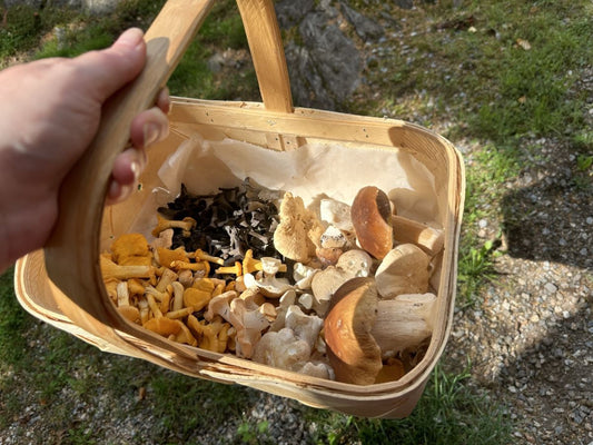5 vinkkiä sieniretkelle koiran kanssa