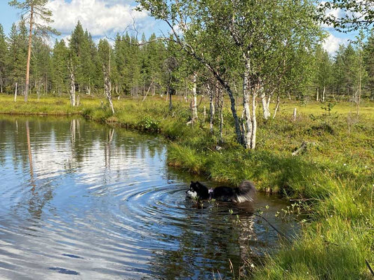 Koiran viilennys helteellä