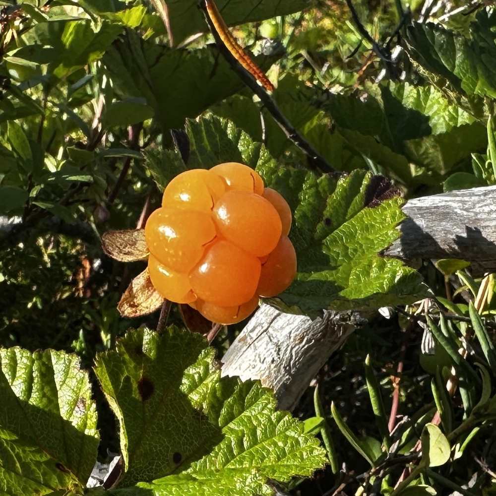 Kotimainen hilla suomuurain lakka