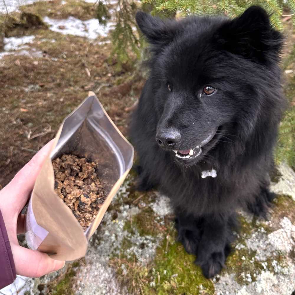 Peuran pirske – peuranliharouhe koirille