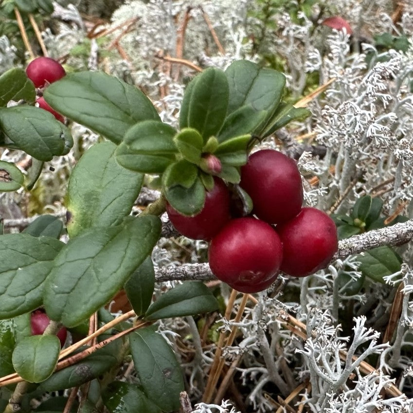 Kotimainen puolukka