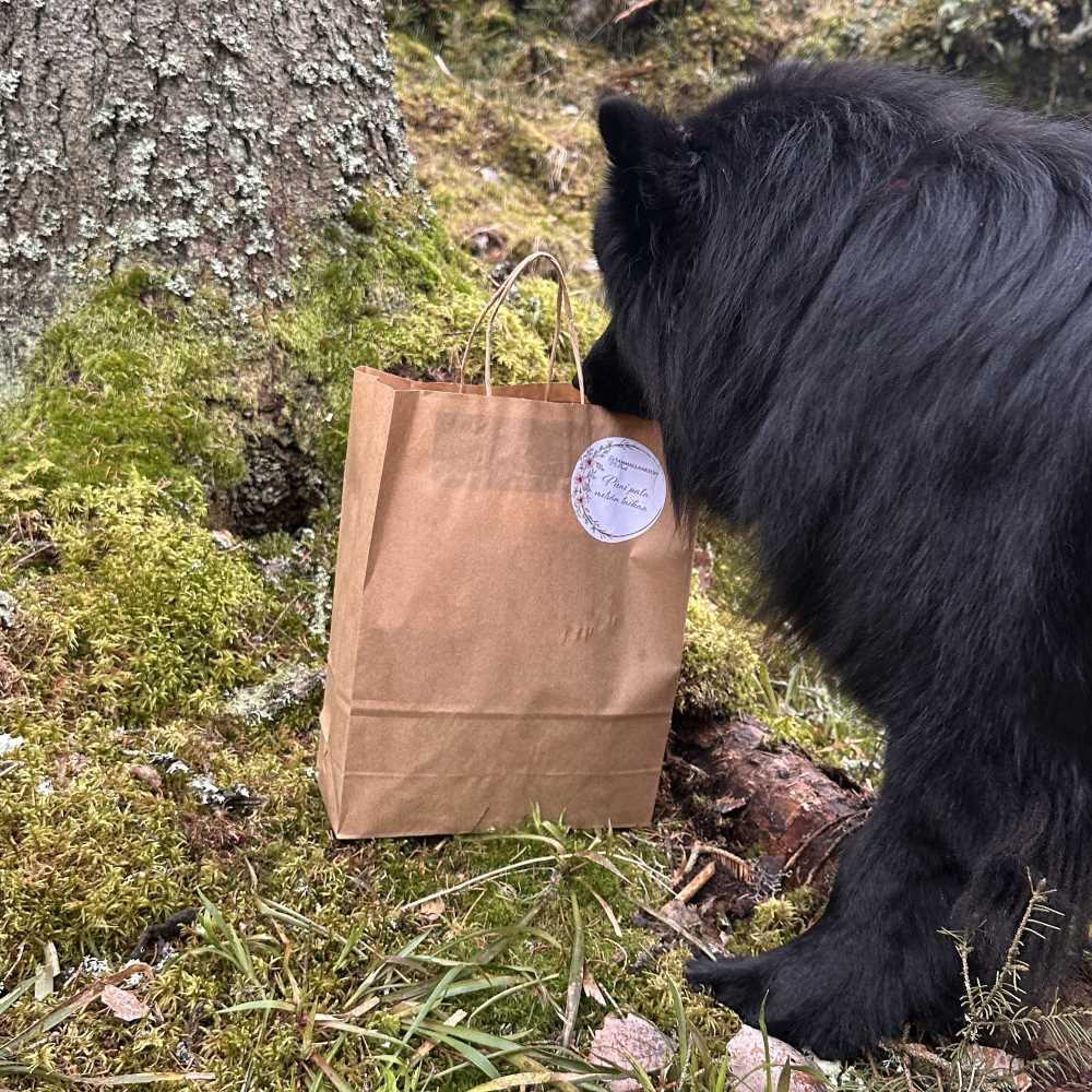 Yllätyspaketti koiraperheen metsähetkiin
