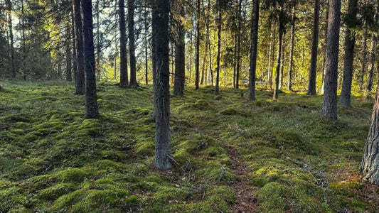 5 lempeää syytä lähteä metsään syksyllä