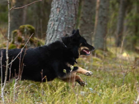 Koira juoksee vapaana metsässä syntymäpäivänään