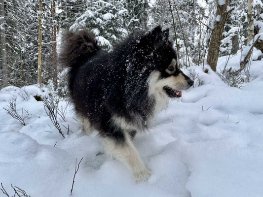 Koiran tassujen hoito talvella