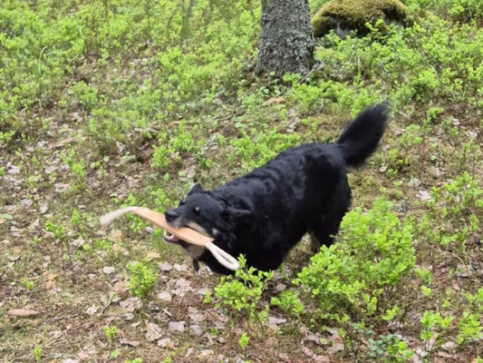 Lapin porokoira juoksee luonnonmateriaaleista valmistettu koiranlelu suussa 