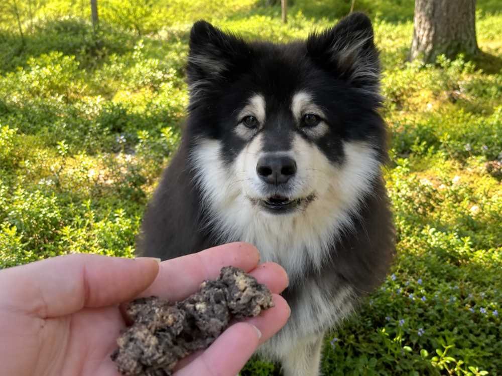Koira odottaa peuranlihaherkkua