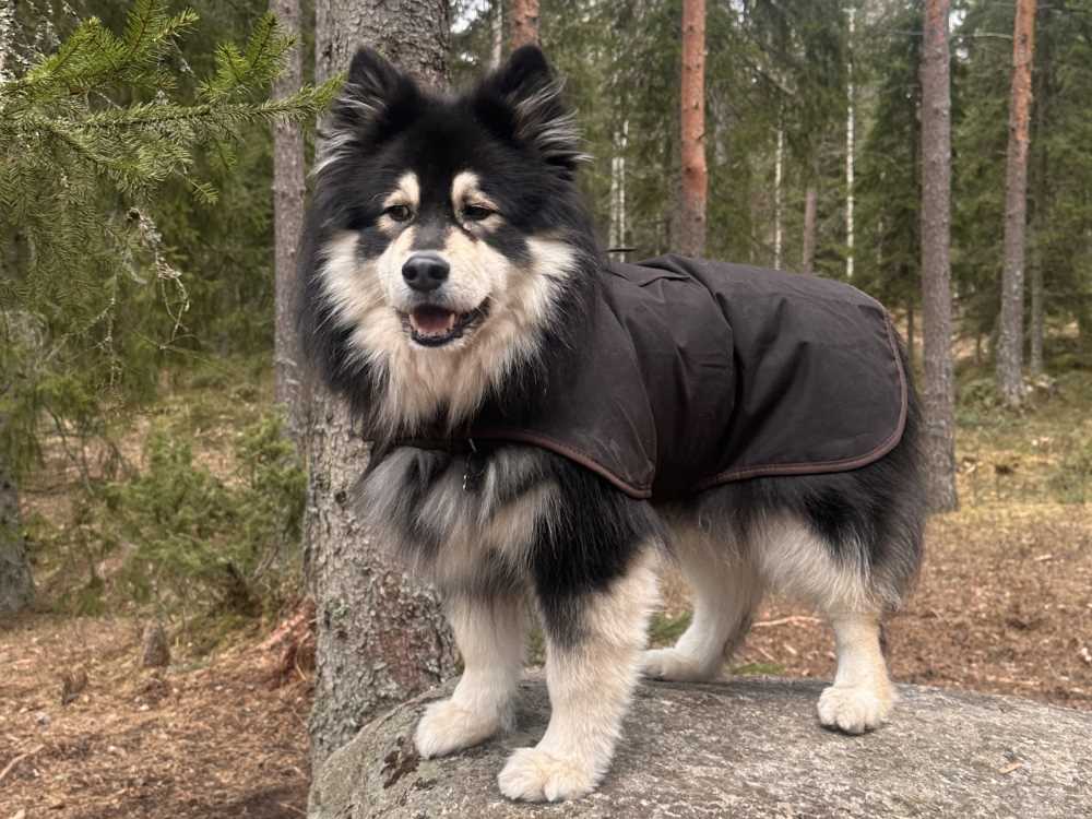 Tarvitseeko koira takkia keväällä? Kuvassa lapinkoira luonnonmateriaaleista valmistetun takin kanssa.