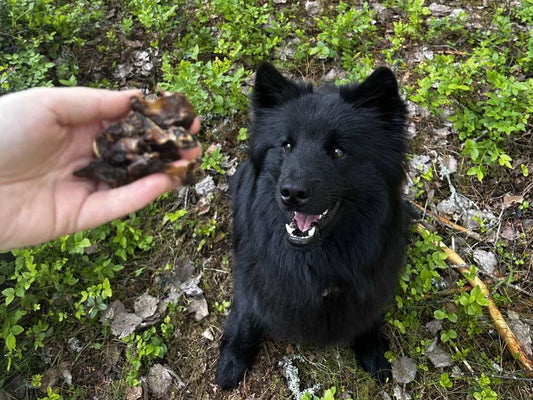 Vähärasvainen ja proteiinipitoinen koiranherkku Kanan kopaus