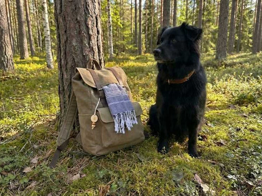 koira metsäretkellä repun vieressä sammaleisessa metsässä