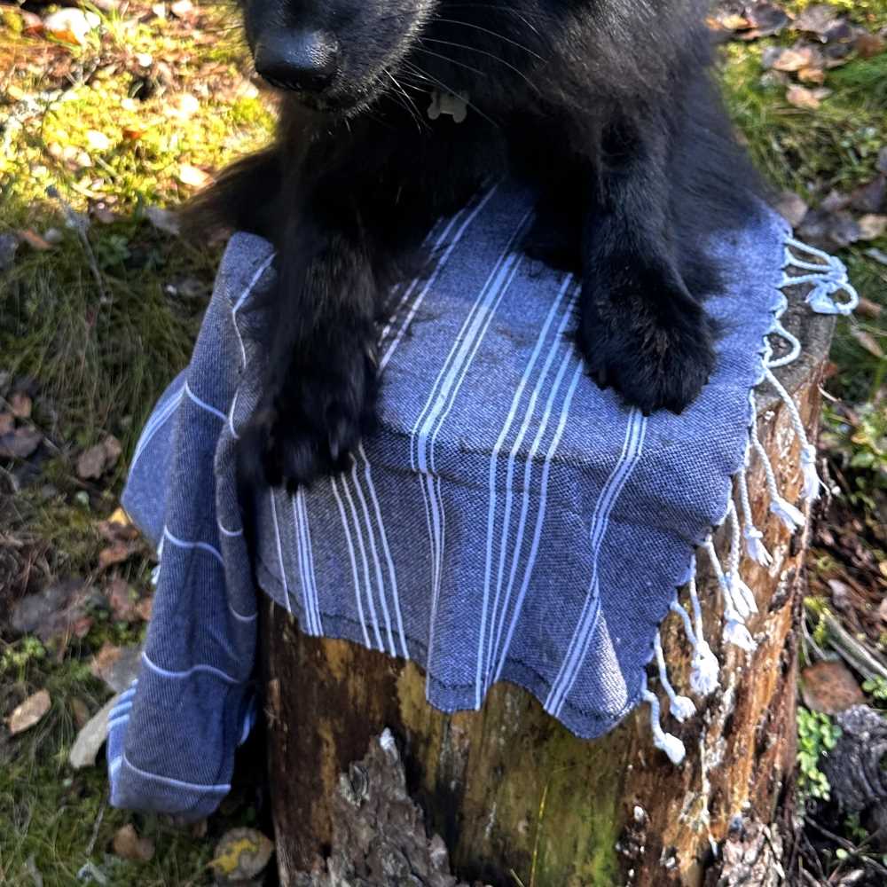 Koirien lelut ja tarvikkeet