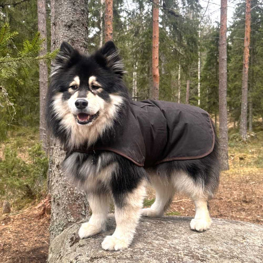 Koiran takki - säänkestävä vahakangastakki luonnonmateriaaleista