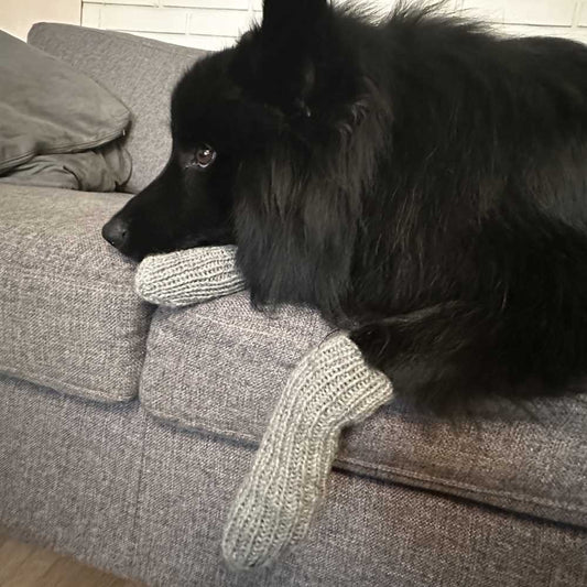 Kuuratassu - Koiran villasukat tassuissa ruotsinlapinkoiralla talvella