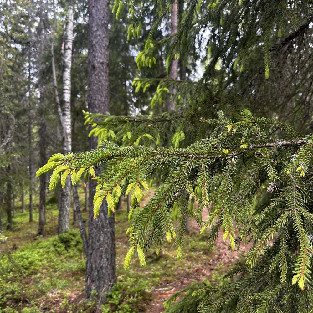 Kuusenkerkkä keväällä