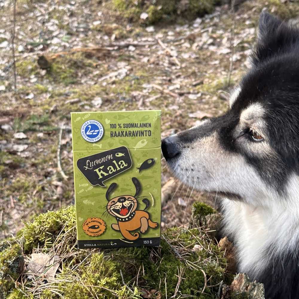 Luonnon kala tuoksuu koiran mielestä houkuttelevalle