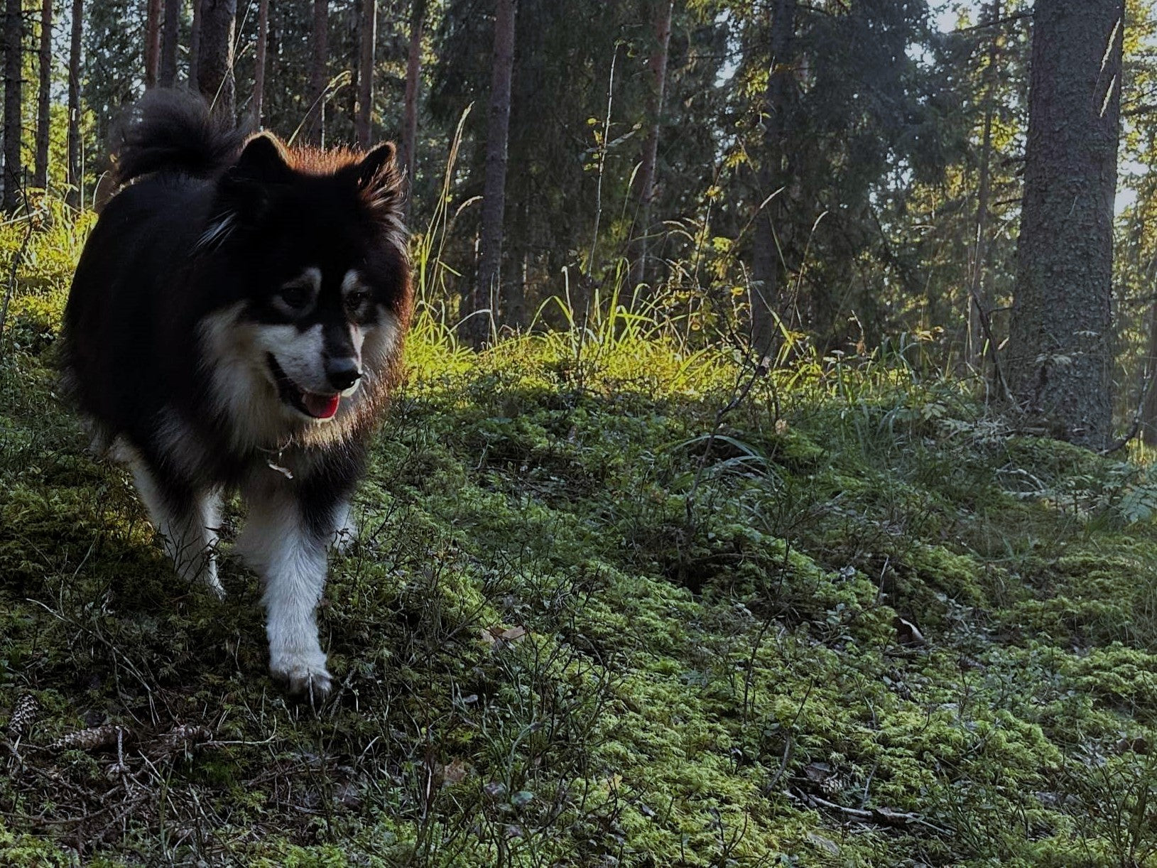 Sammallaakson Puoti - Luonnonystäville ja tassuin kulkijoille