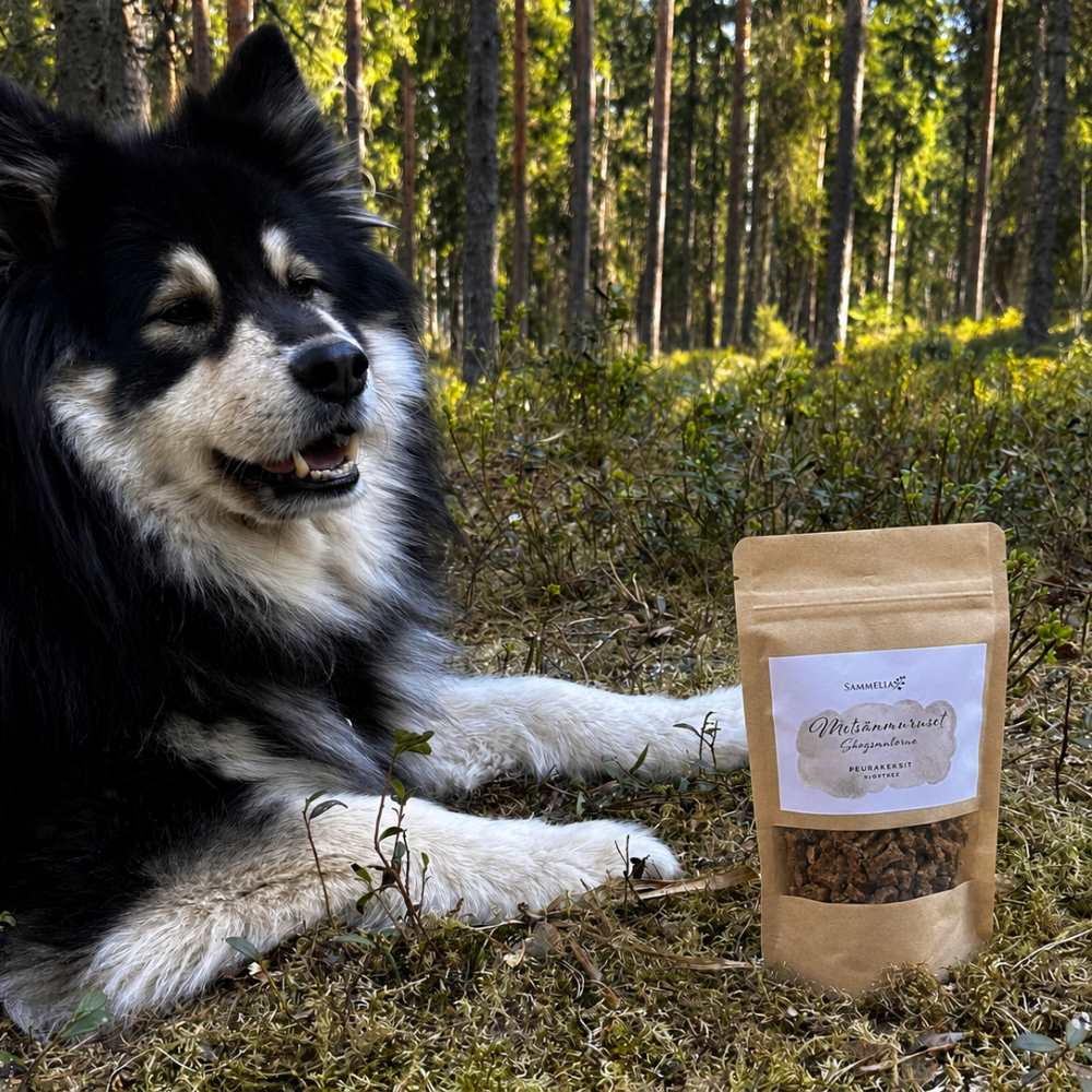 Sammelia Metsänmuruset ja lapinkoira