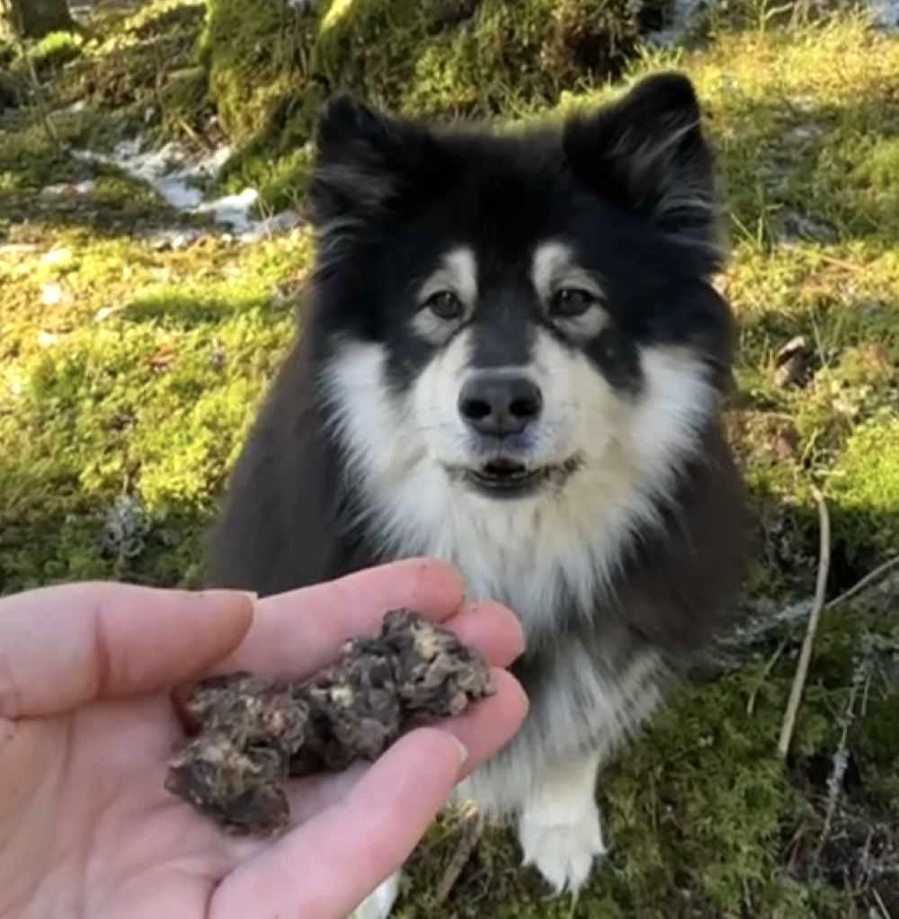 Peuran puraisu on rapsakka peuranlihapala koiralle