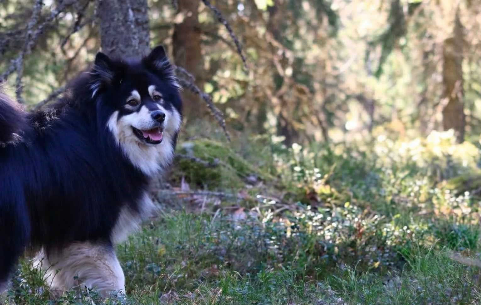 Sammallaakson Puoti - kotimaiset koiranherkut ja harkitut retkituotteet luonnonystäville