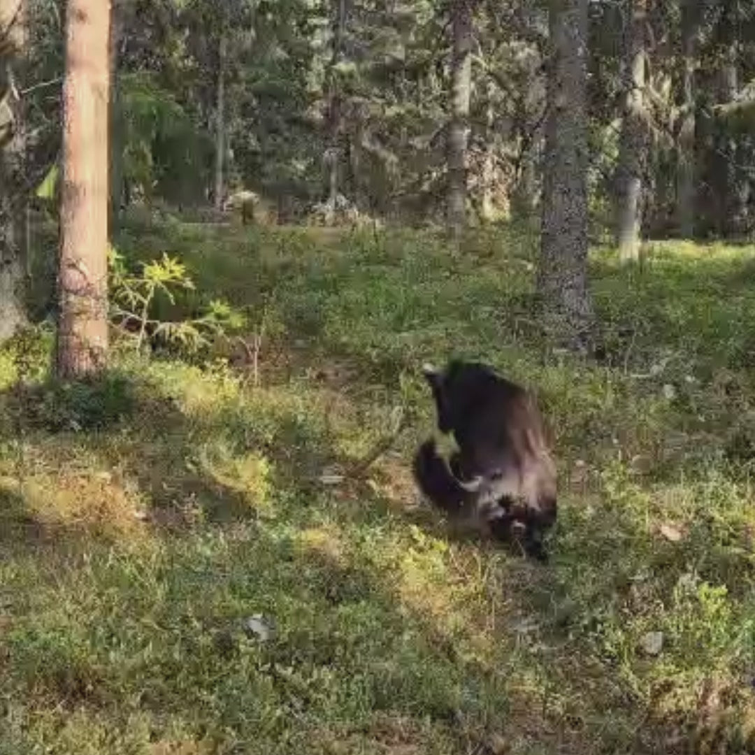 Koiran mokkanahkainen lelu sopii kahden koiran leikkehin